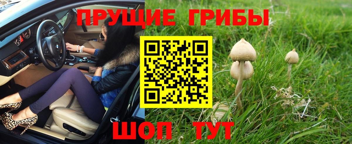 Галлюциногенные грибы Psilocybe Полевской